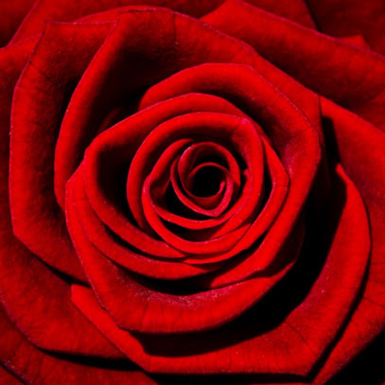 red-rose-1347966359HaB