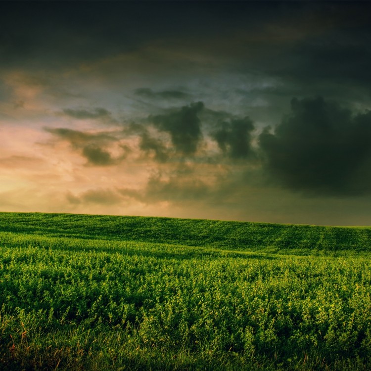 ws_Stormy_Clouds_&_Lovely_Plants_1920x1200