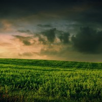 ws_Stormy_Clouds_&_Lovely_Plants_1920x1200